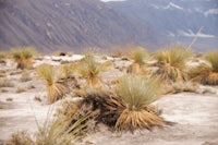 a grassy field with mountains in the background